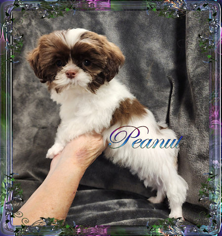 Tiny little male chinese imperial shih tzu puppies for sale teacup